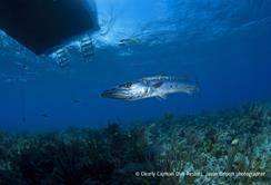 Cayman Islands Scuba Diving Holiday. Cayman Brac Dive Centre. Barracuda. 